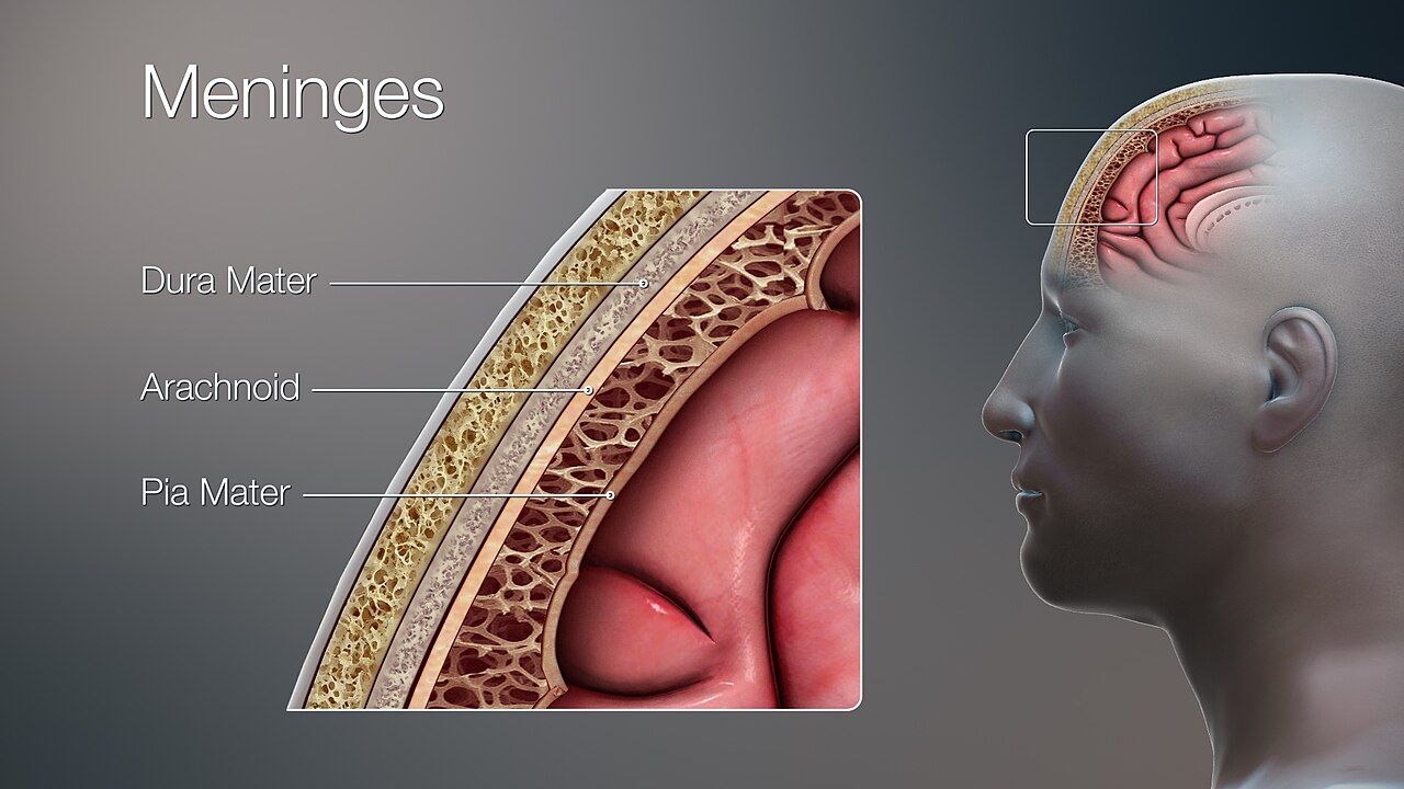 The three meninges wrapping the brain and spinal cord