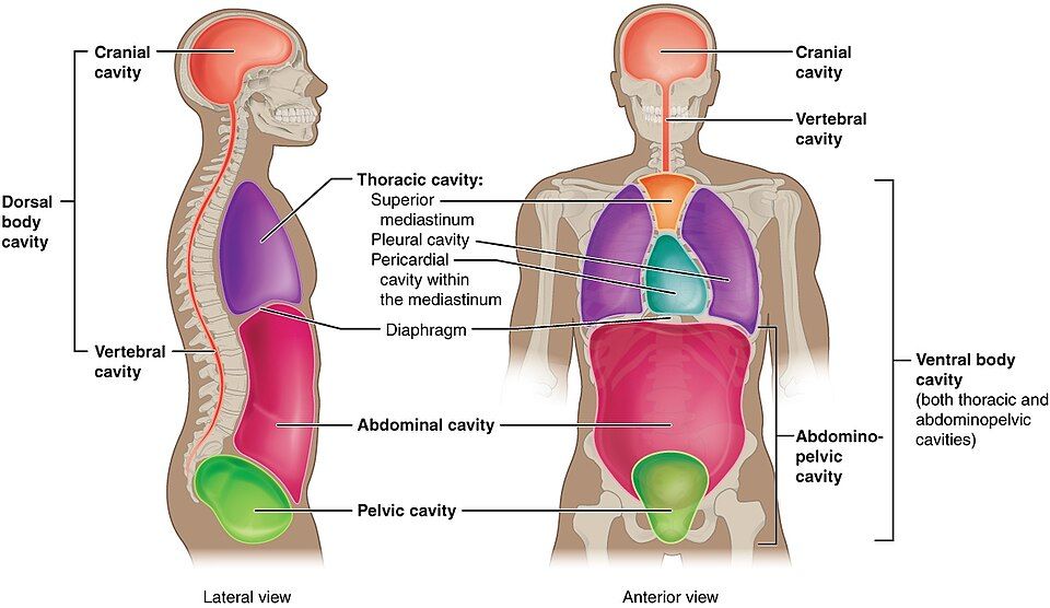 Diagram of the body cavities and abdominal regions