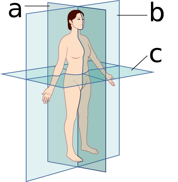 Diagram of the three body planes