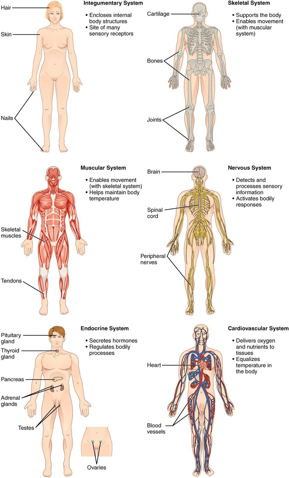 Diagram of the eleven organ systems of the body