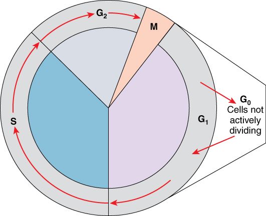 Diagram of the cell cycle and the stages of mitosis