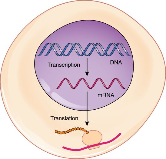 Drawing of transcription in the nucleus and translation at a ribosome