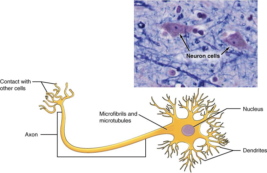 Drawing of a neuron with its dendrites, cell body, and axon