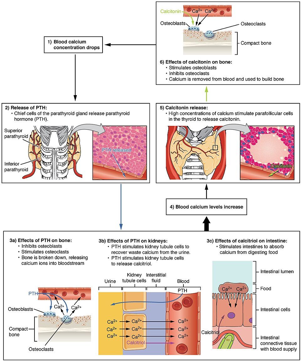 How PTH and calcitonin control blood calcium