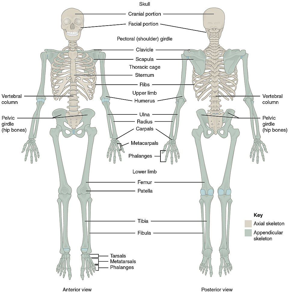 Figure of the axial and appendicular skeleton