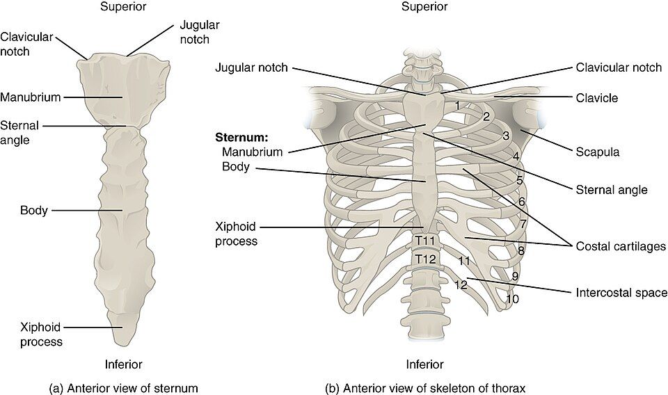 The rib cage, breastbone, and ribs