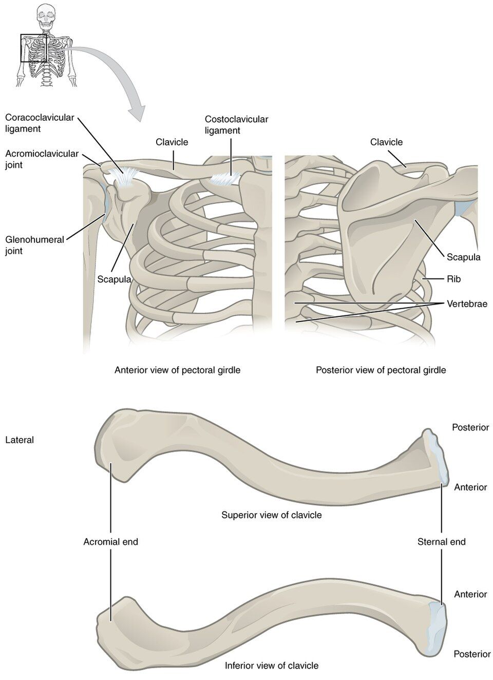 Figure of the shoulder girdle
