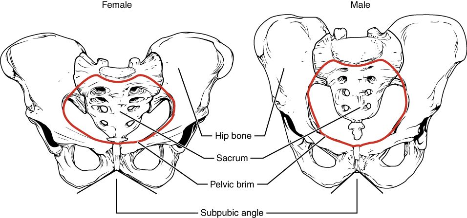 Figure of the hip girdle
