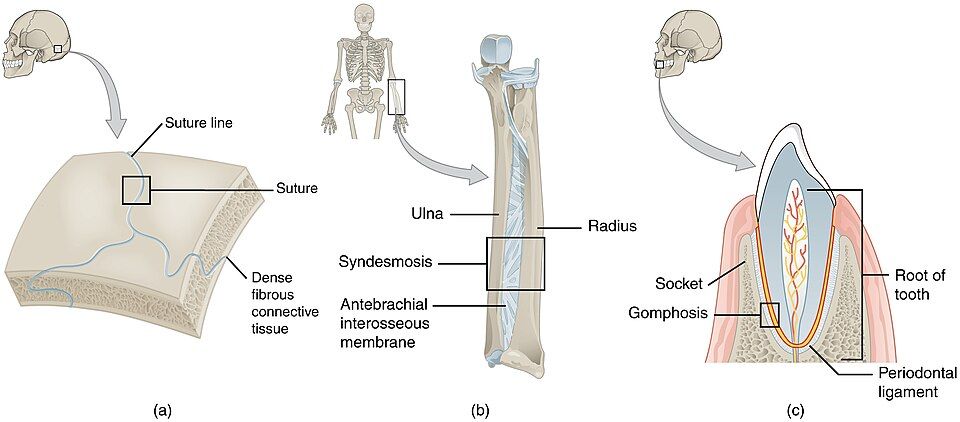 Joint classification reference figure