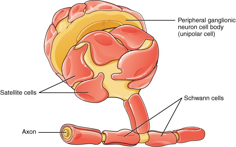Drawing of the six types of glial cells