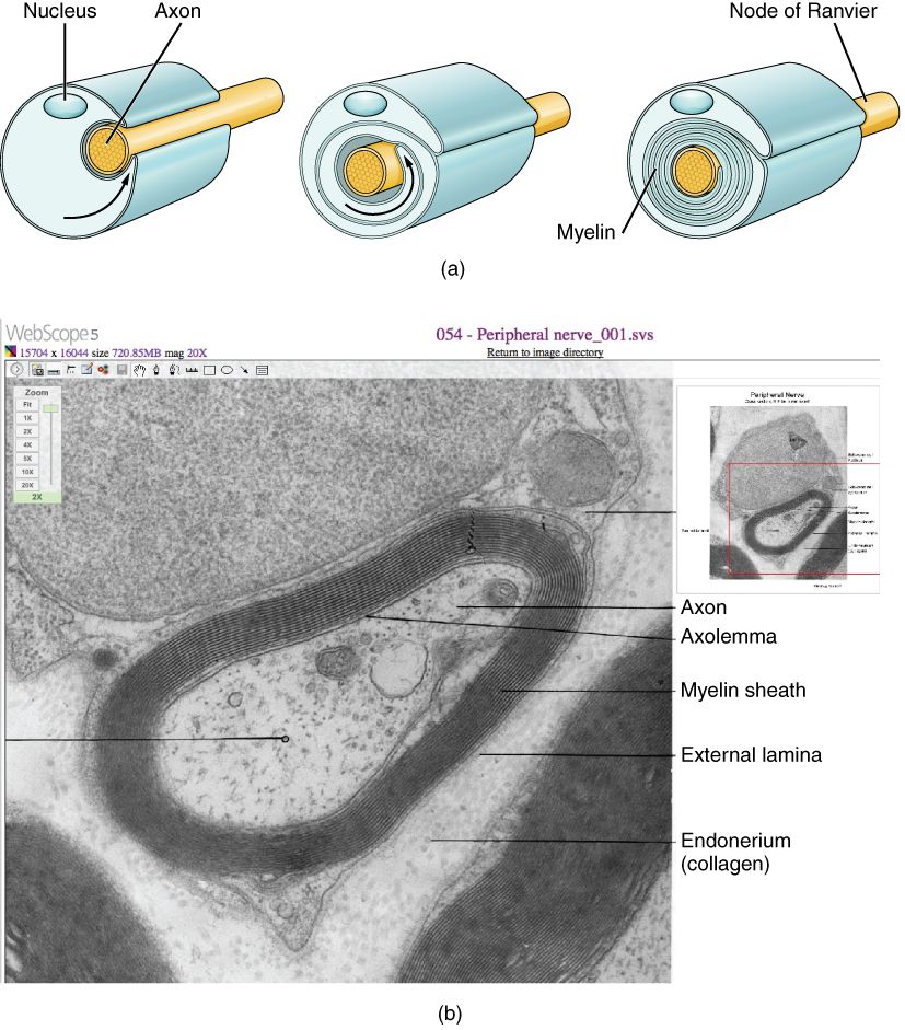 Diagram of a signal jumping between gaps in the myelin