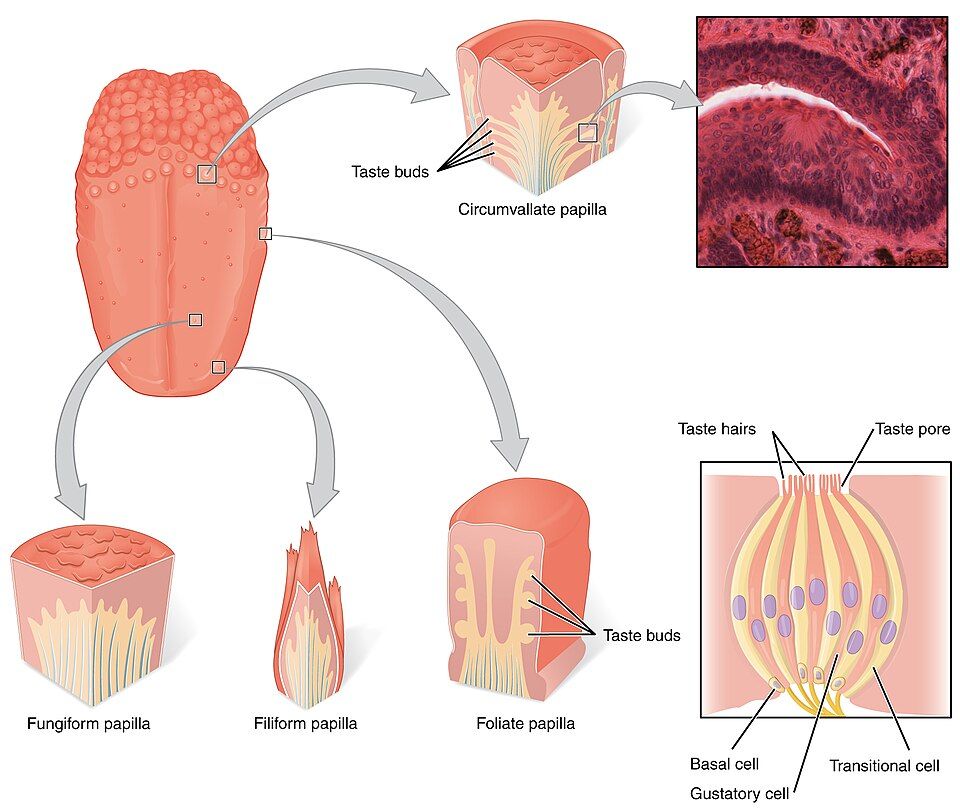 Bumps on the tongue and the parts of a taste bud