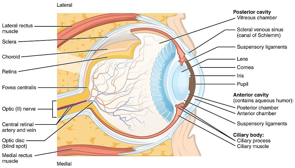 A slice through the eyeball
