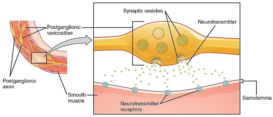 Beads along a postganglionic fiber releasing chemical messengers onto smooth muscle