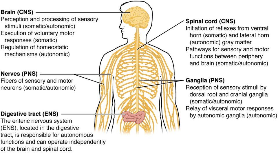 Chart of the parts of the nervous system, including the CNS, PNS, and enteric nervous system