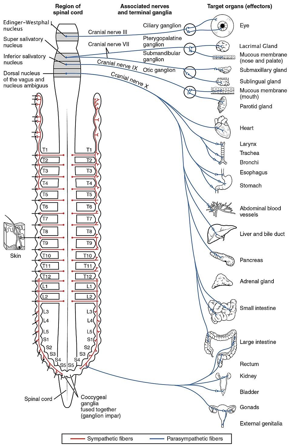 Nerves from the parasympathetic and sympathetic divisions going to body organs