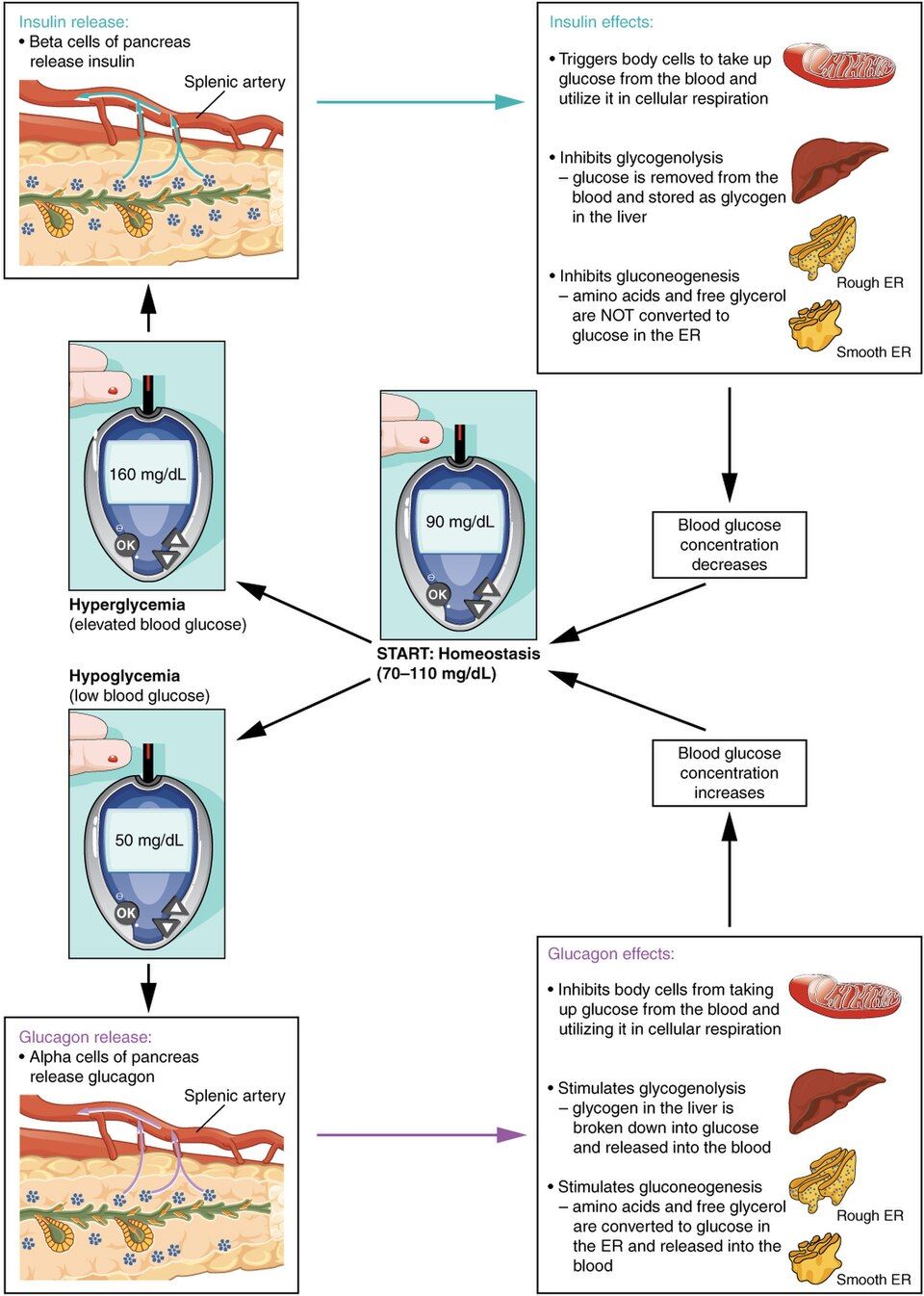 Reference figure of insulin and glucagon controlling blood sugar