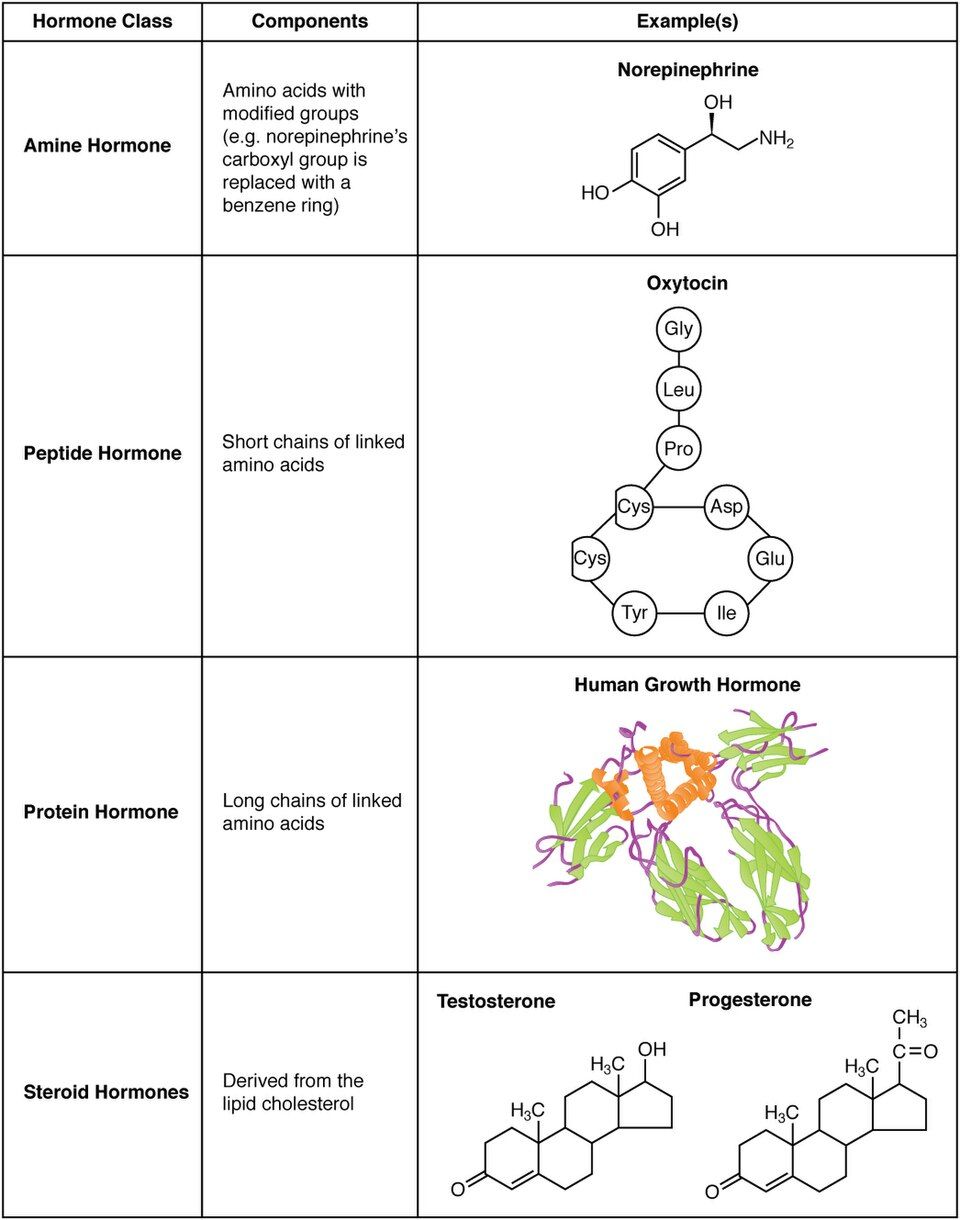 Reference figure of how lipid-soluble and water-soluble hormones act
