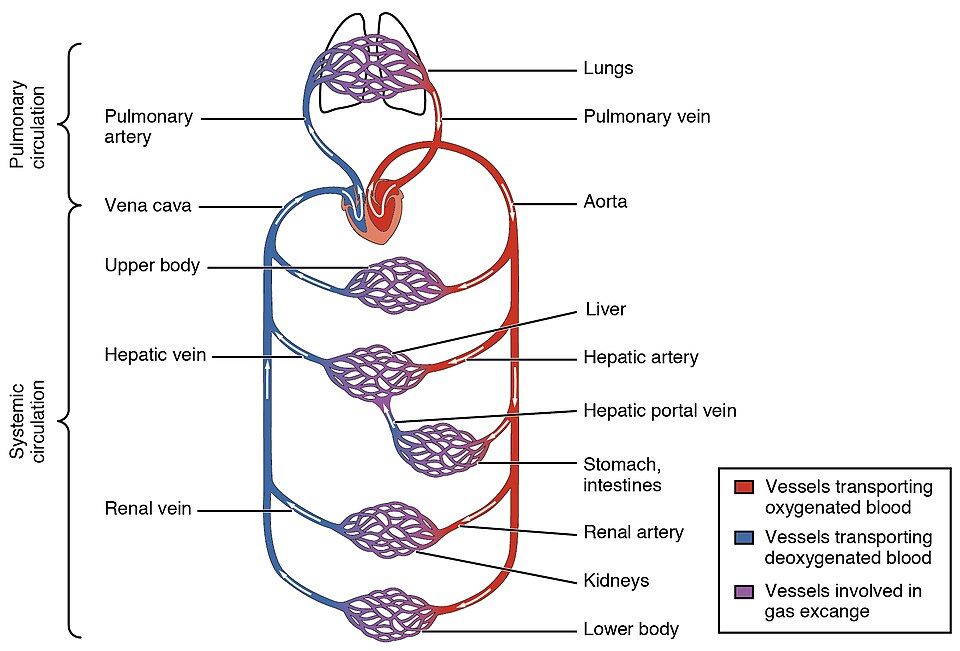 Map of the lung loop and body loop of blood flow