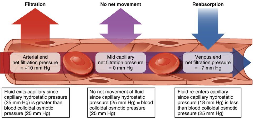 The forces that push fluid out of and pull fluid into a capillary