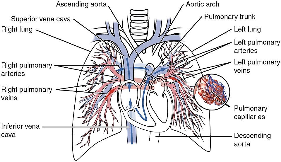 Map of the lung loop, the body loop, and special routes