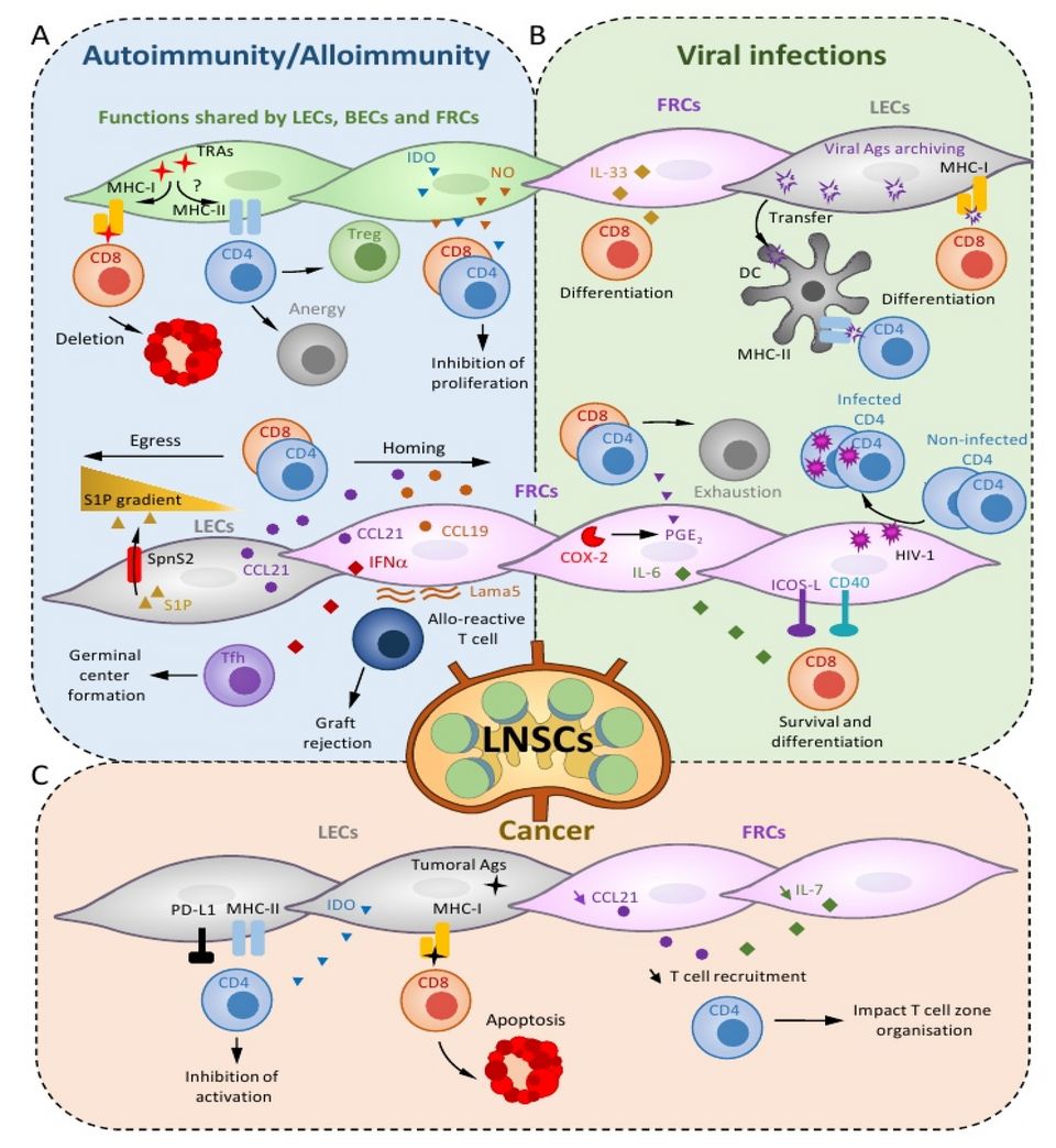 Types of T lymphocytes in cell-mediated immunity