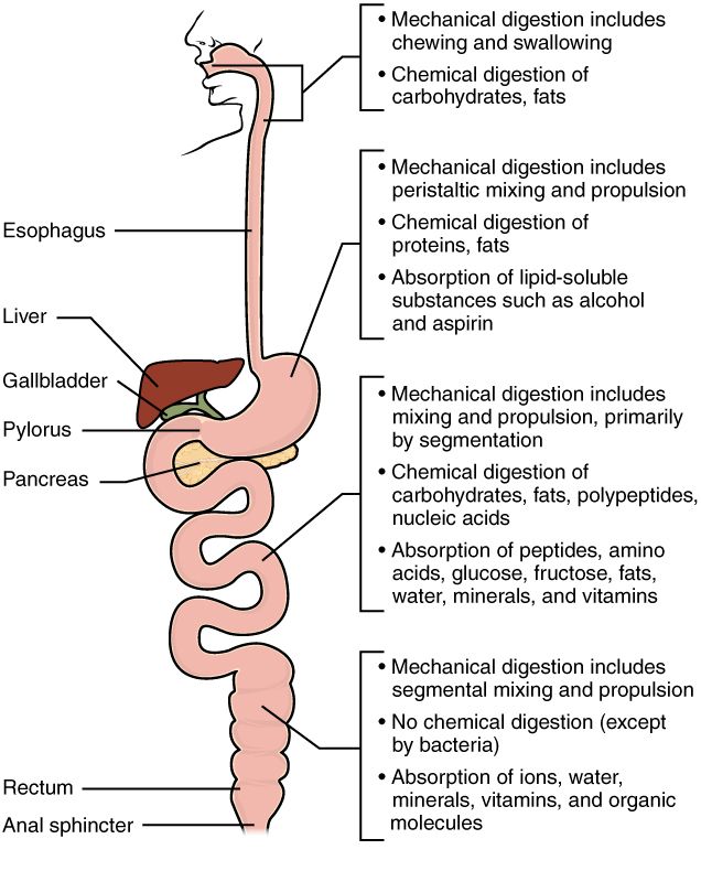 Drawing of how enzymes break down each nutrient