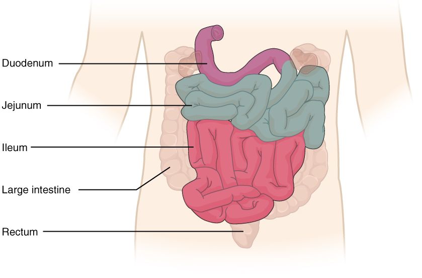 Drawing of the folds, villi, and microvilli of the small intestine