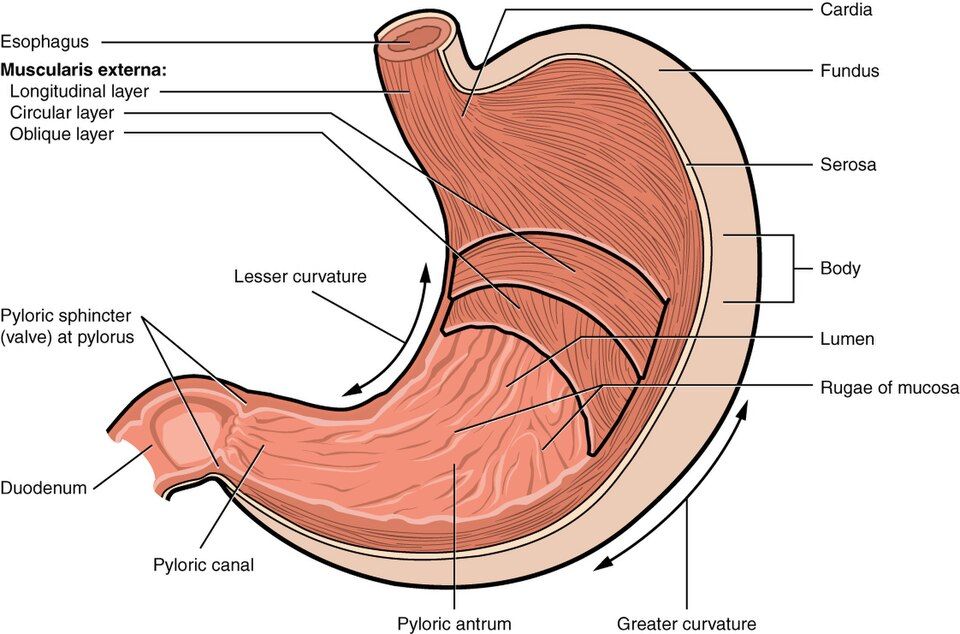 Drawing of the regions and glands of the stomach