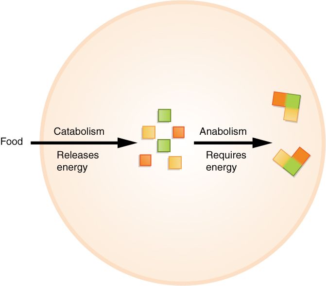 Drawing of energy in versus energy out