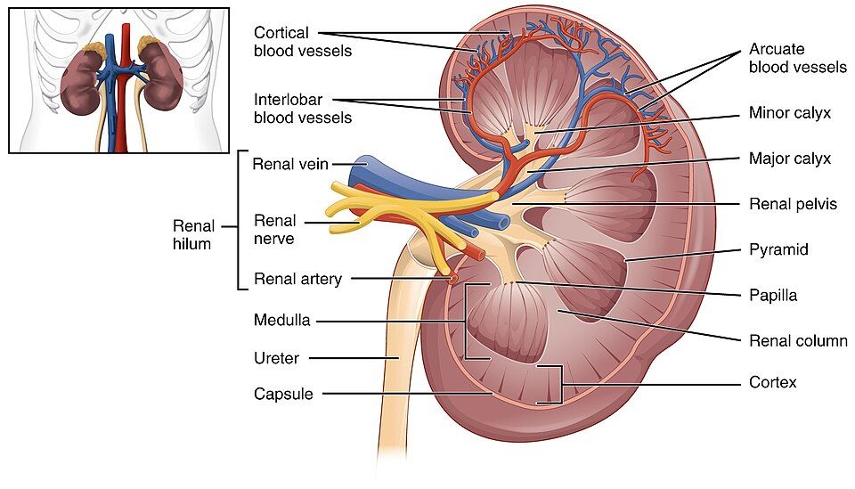 Hormonal Control of the Kidney reference figure