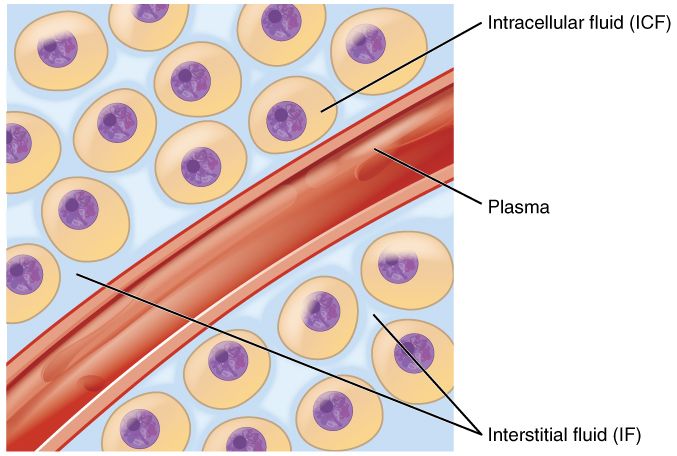 The spaces in the body where fluid is found