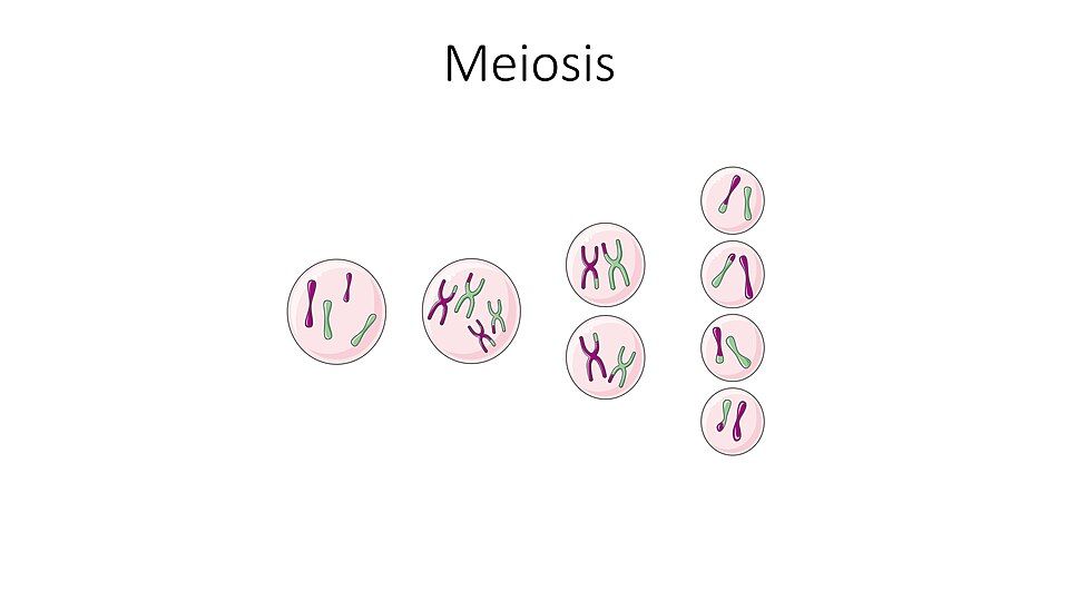 Diagram of the two divisions of meiosis
