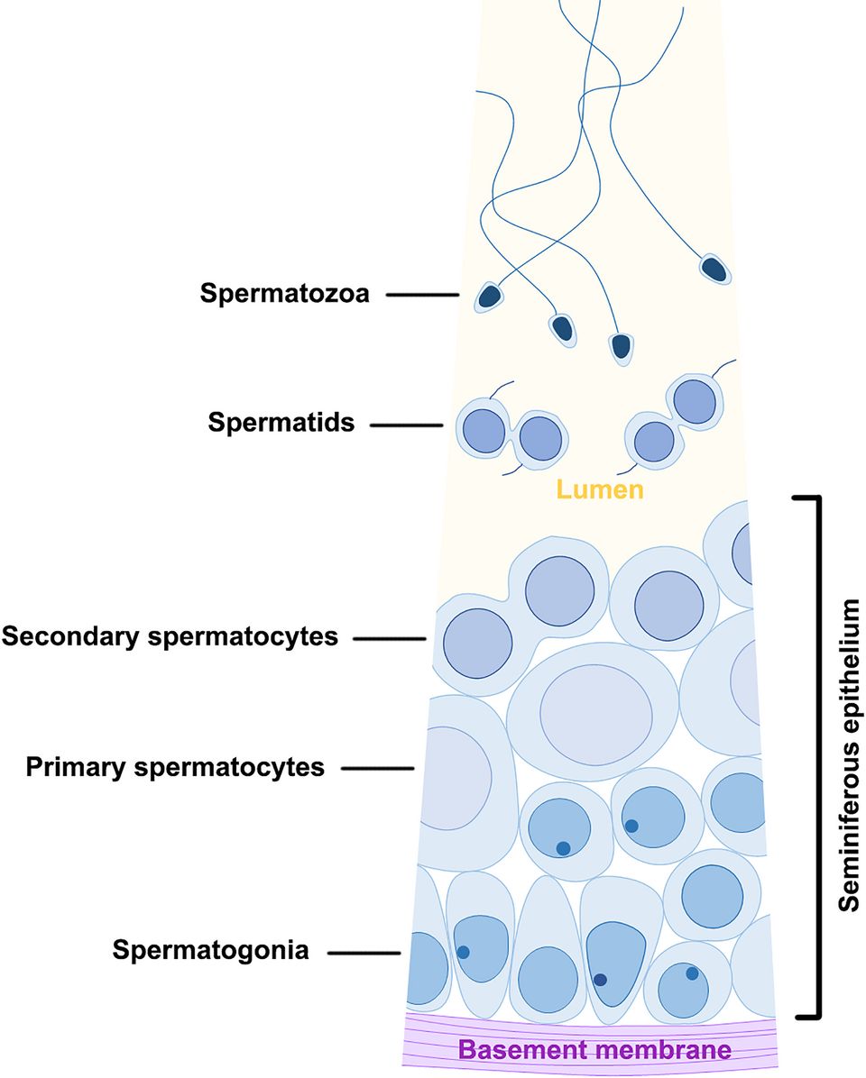 Diagram of a stem cell turning into four sperm