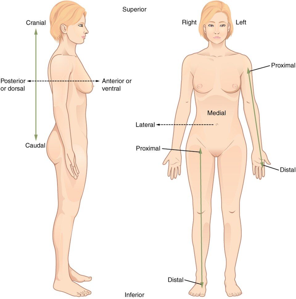 Directional terms reference figure