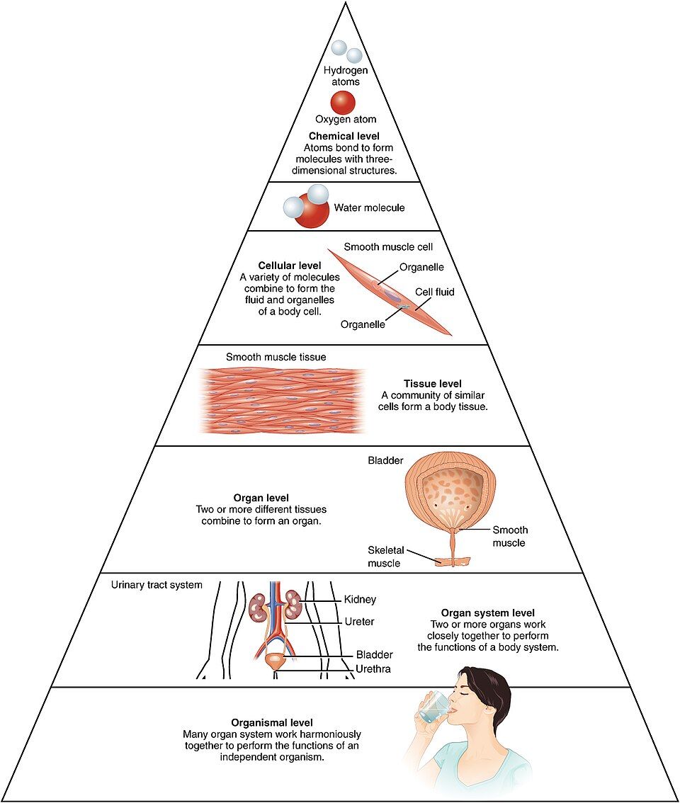 Levels of structural organization reference figure