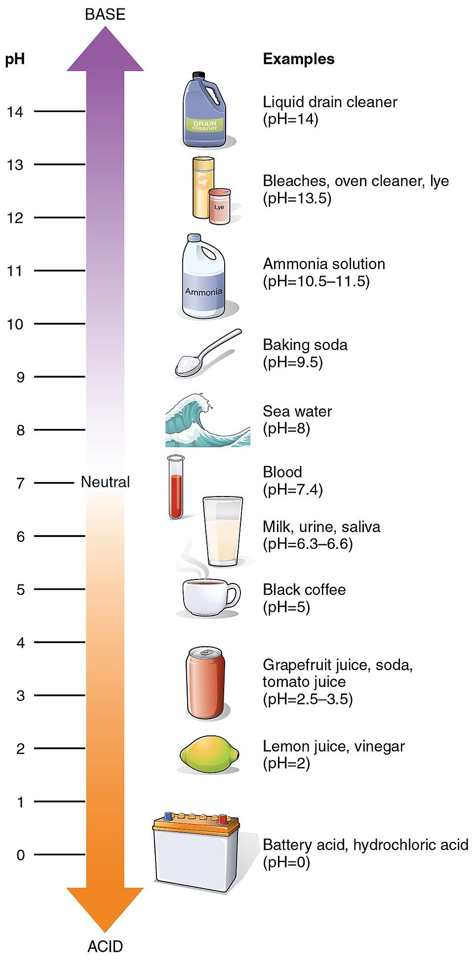 The pH scale reference figure