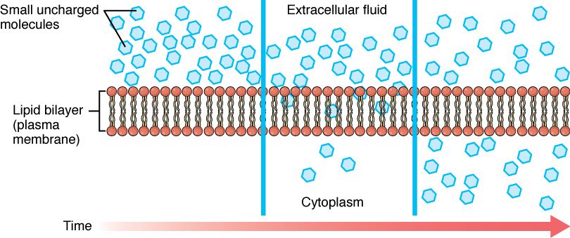Membrane transport mechanisms reference figure