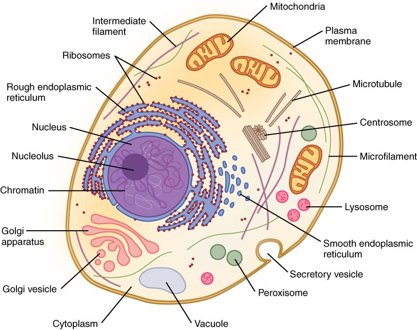 Prototypical animal cell organelles reference figure