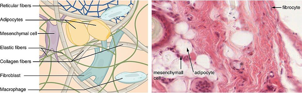 Types of connective tissue reference figure