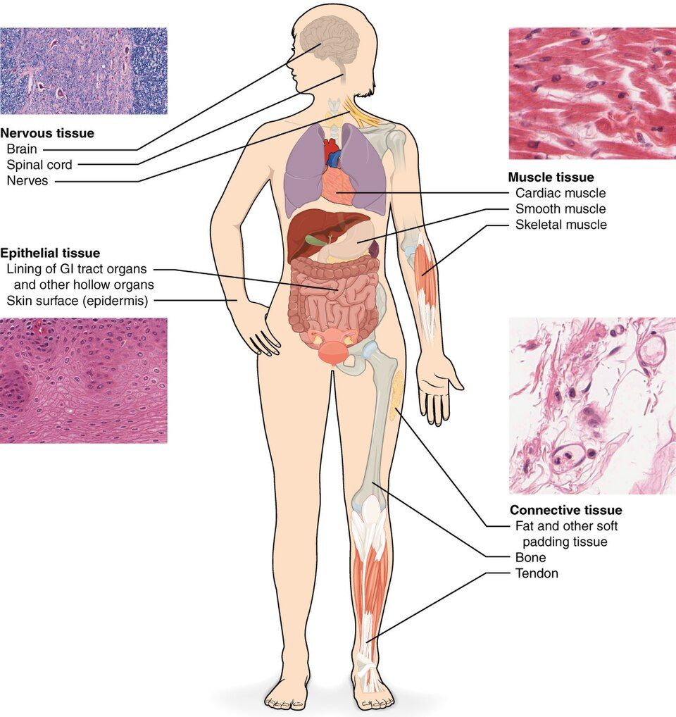 The four primary tissue types reference figure