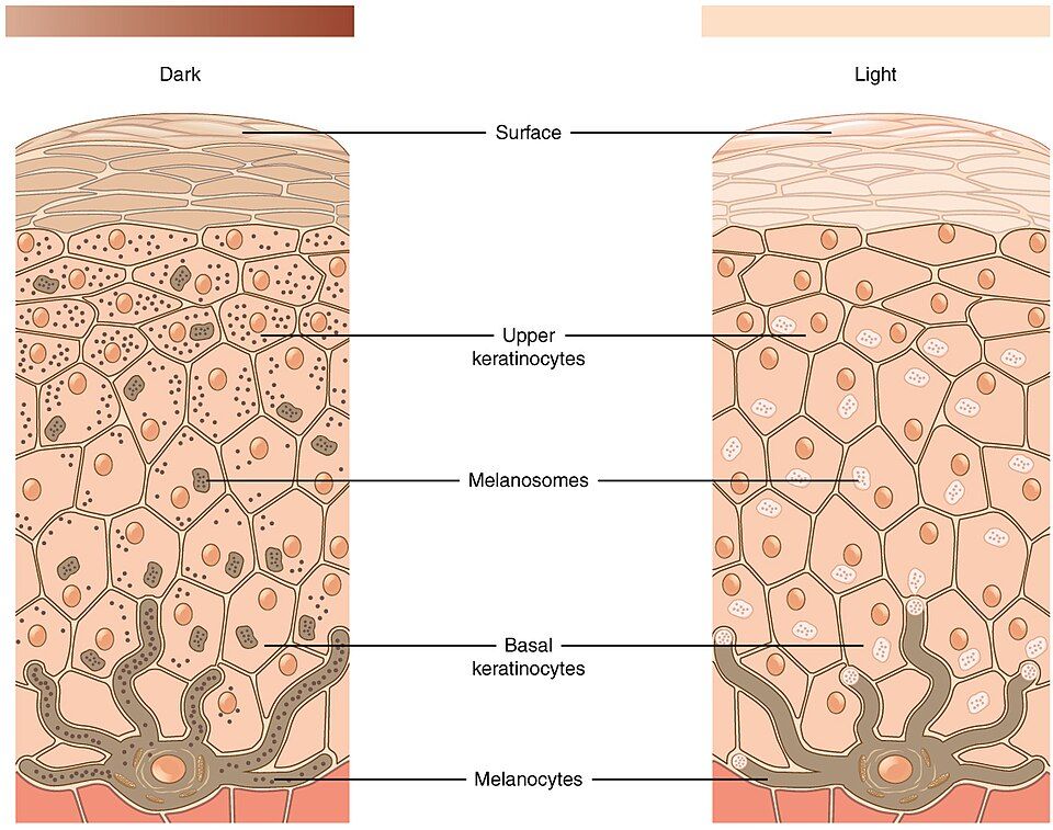 Skin color and melanin reference figure