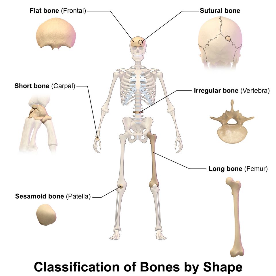 Classification of bones by shape reference figure
