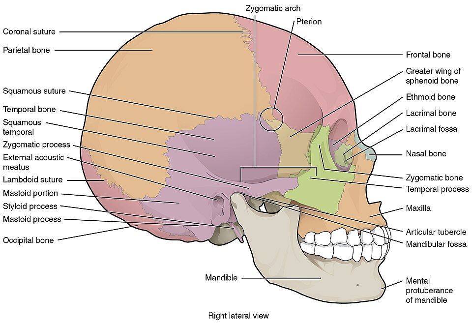 Lateral view of the skull reference figure