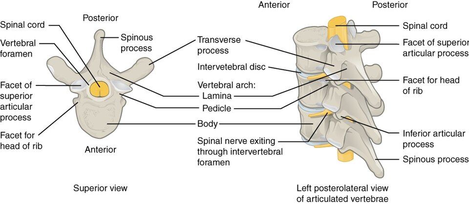 Superior view of a typical vertebra reference figure