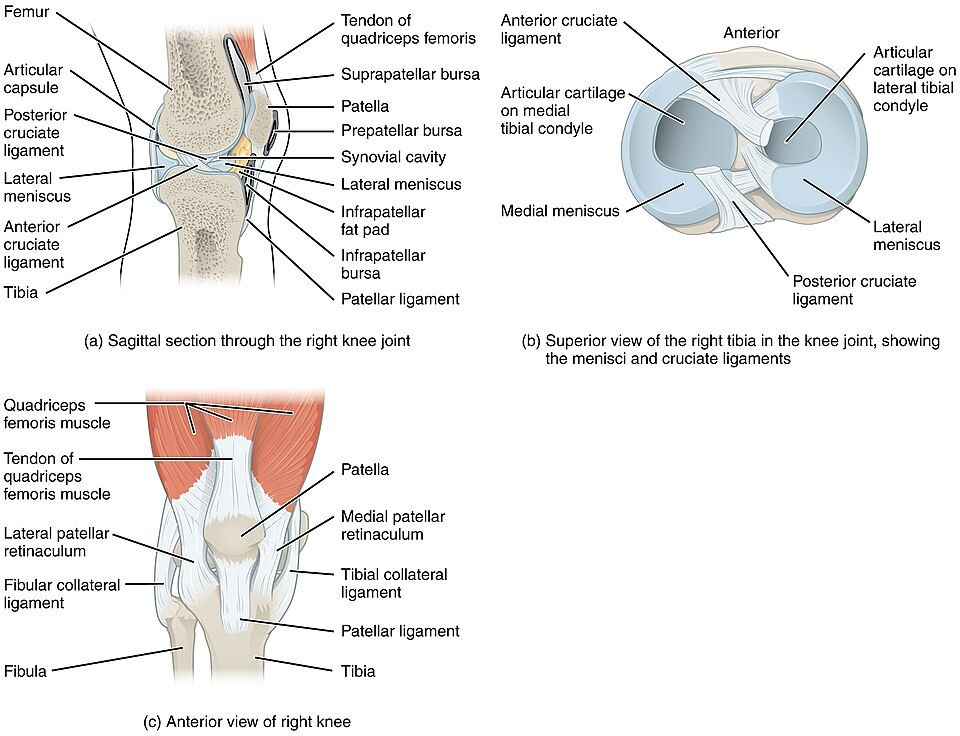 Selected synovial joints reference figure