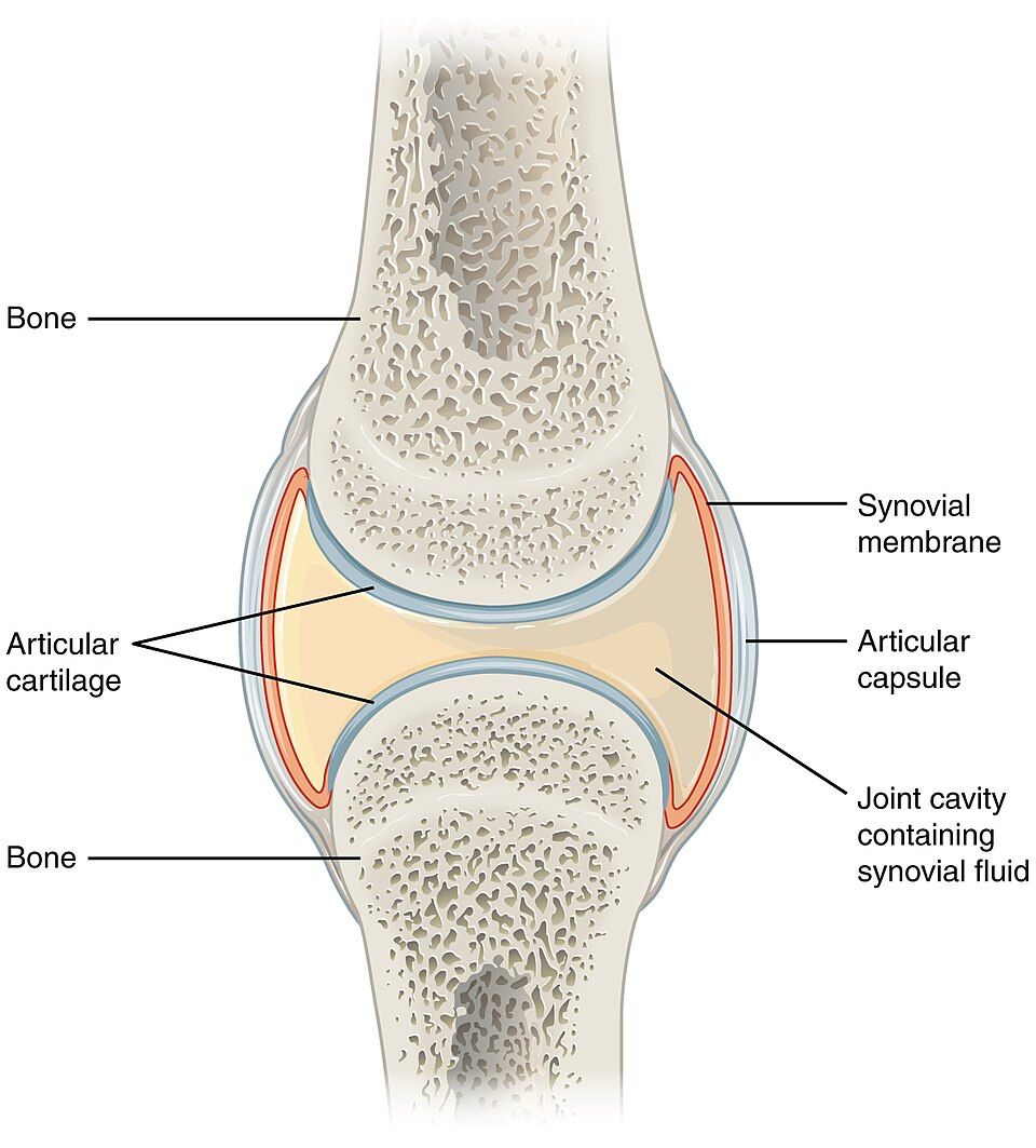 The six types of synovial joint reference figure