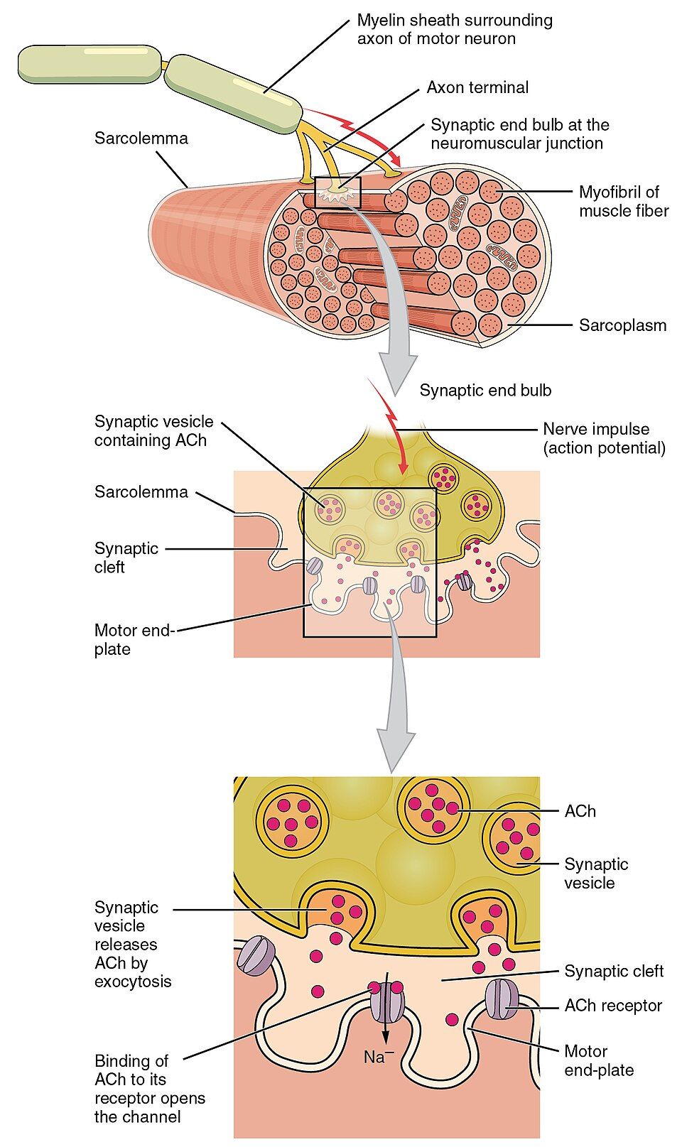 Neuromuscular junction reference figure with acetylcholine crossing the synaptic cleft