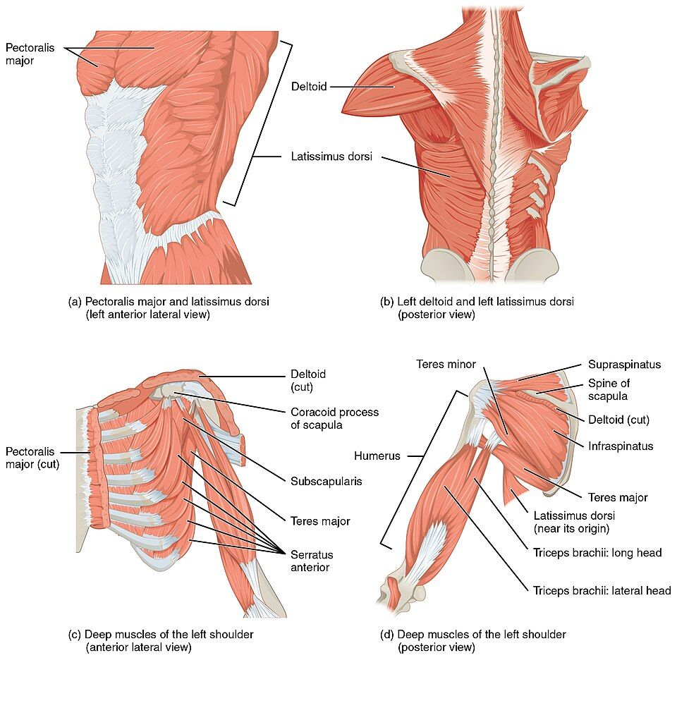 Criteria for naming skeletal muscles reference figure