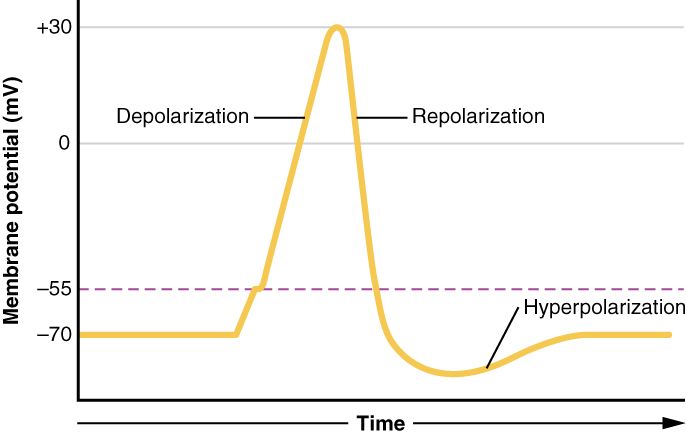 Action potential reference figure